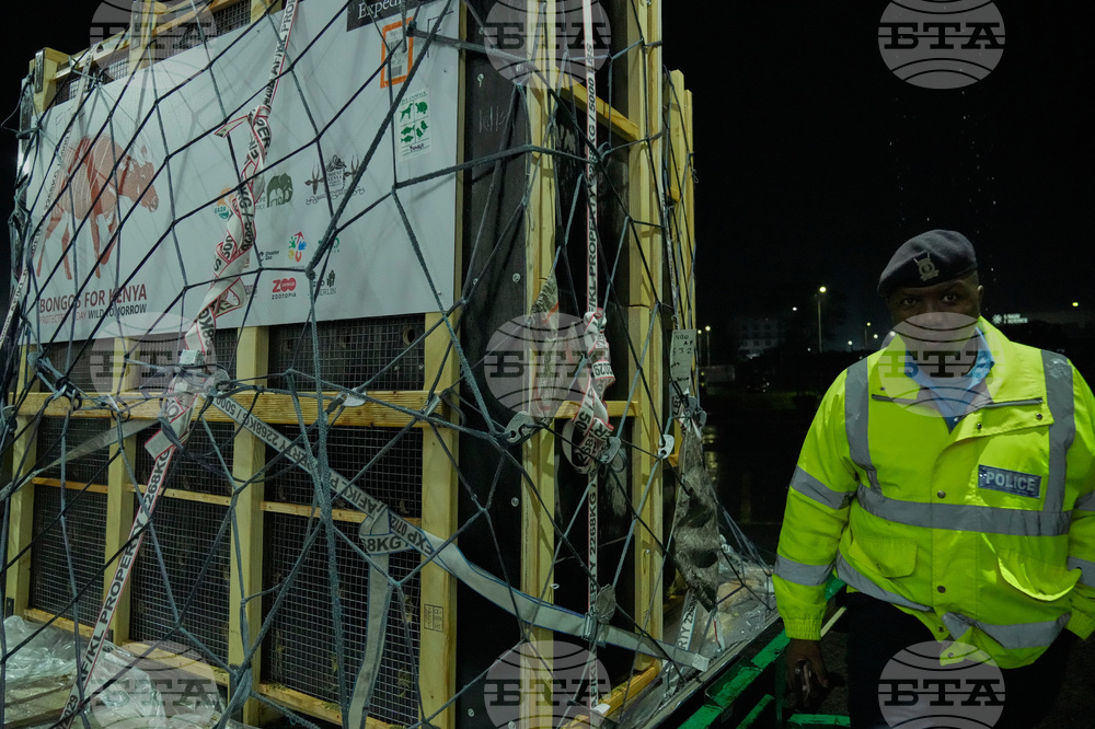 CORRECTION Kenya Mountain Bongos