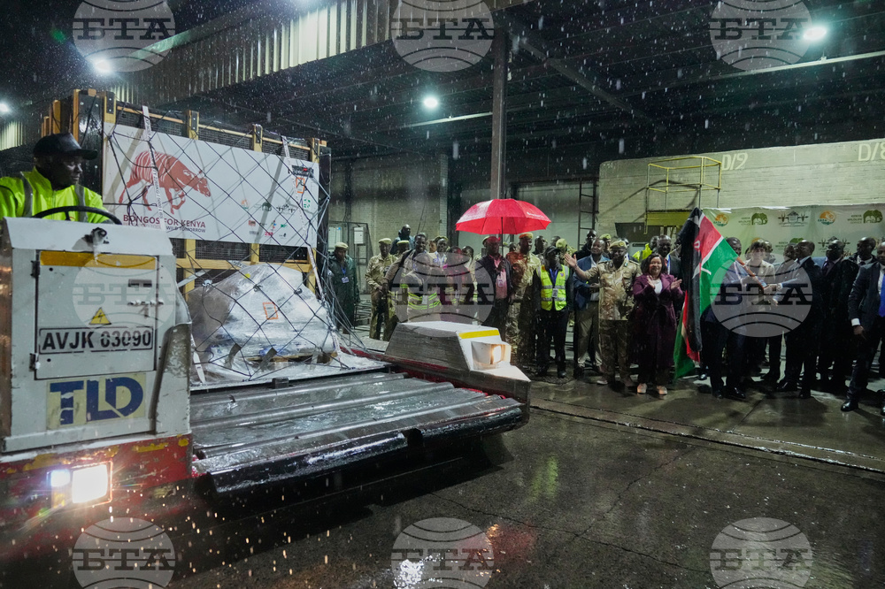 CORRECTION Kenya Mountain Bongos