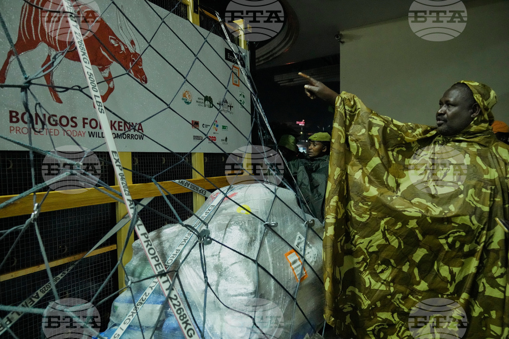 CORRECTION Kenya Mountain Bongos