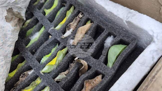 Контрабанда на какавиди на тропически пеперуди предотвратиха митничари на „Капитан Андреево“