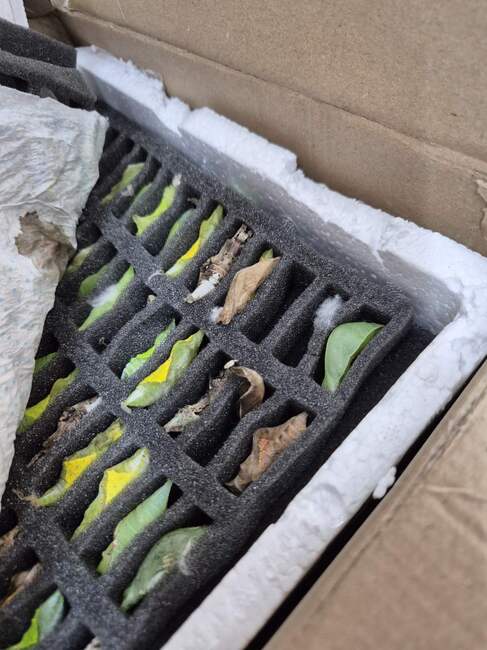 Smuggling of Tropical Butterfly Pupae Prevented at Kapitan Andreevo Border Checkpoint