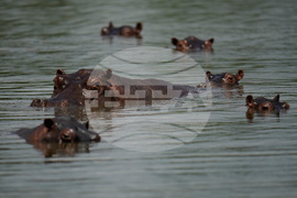 Colombia Hippos