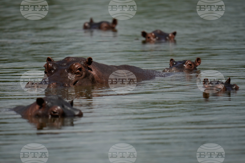 Colombia Hippos