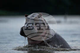 Colombia Hippos