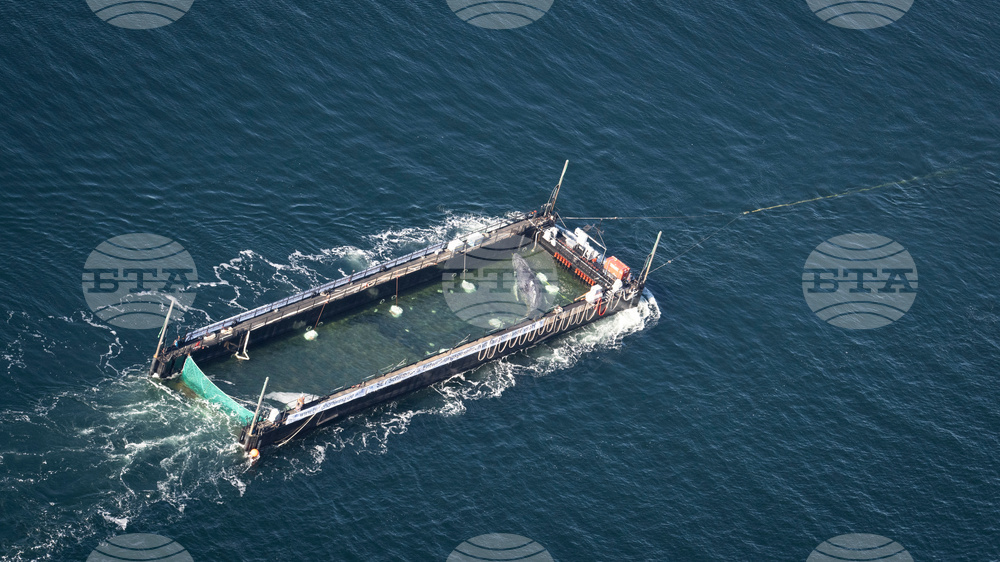 Germany Whale Rescue