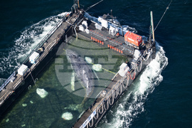 APTOPIX Germany Whale Rescue