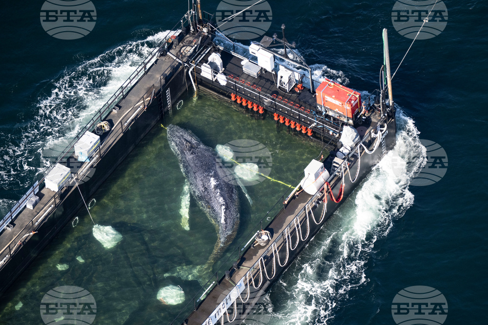 APTOPIX Germany Whale Rescue