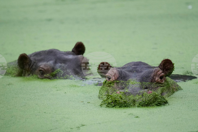 APTOPIX Colombia Hippos