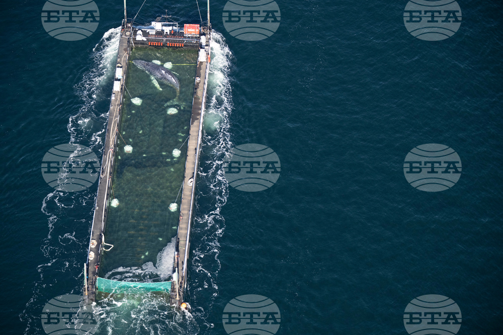 Germany Whale Rescue