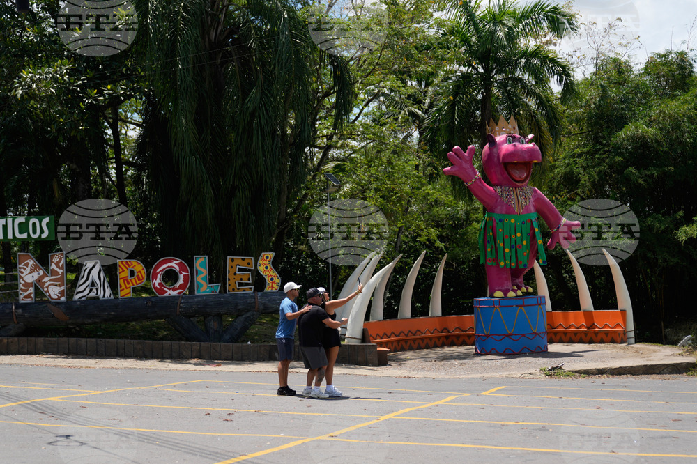Colombia Hippos