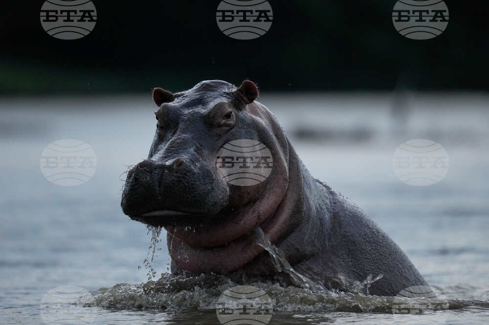 Colombia Hippos