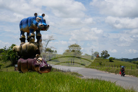 Colombia Hippos