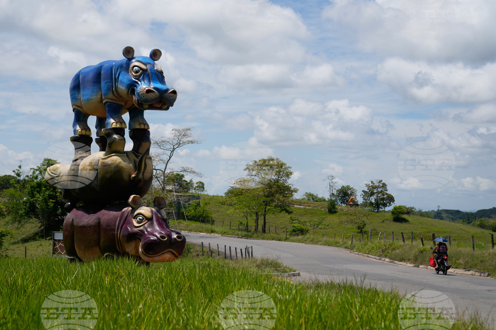 Colombia Hippos