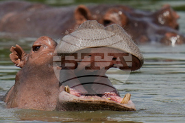 Colombia Hippos