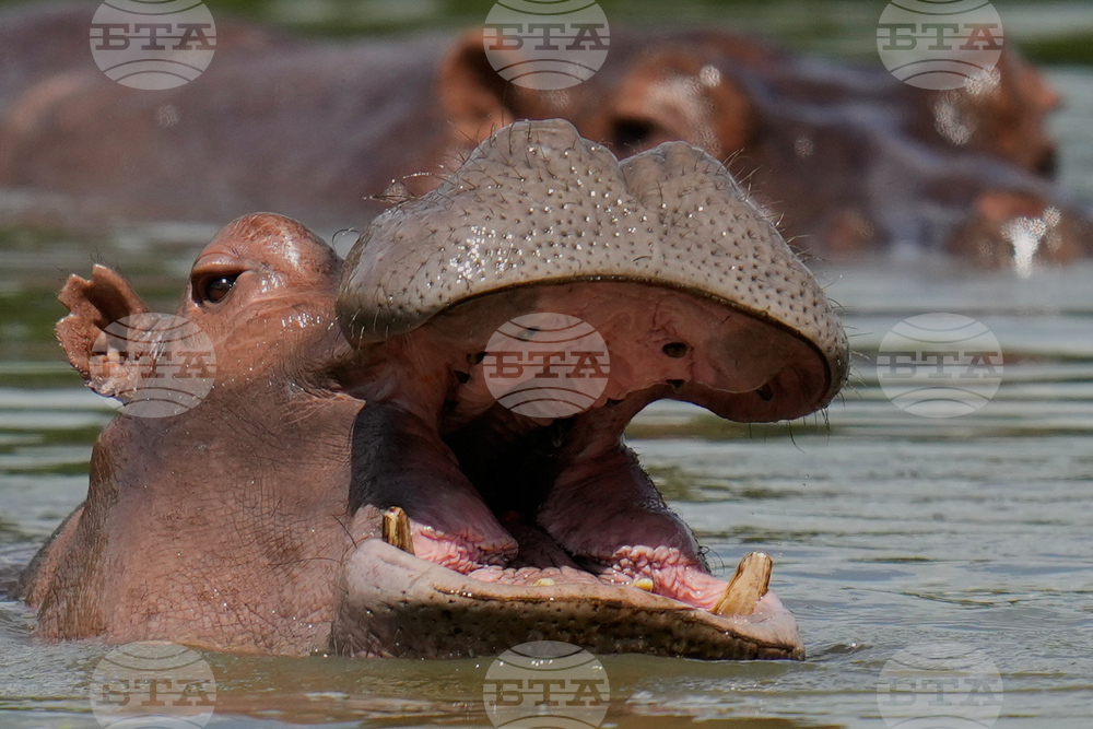 Colombia Hippos