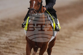 Kentucky Derby Horse Racing