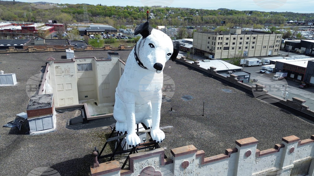 Giant Dog Statue