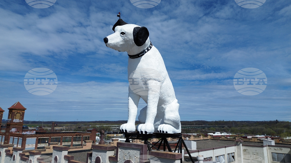 Giant Dog Statue