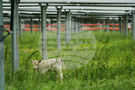 Climate Solar Farm Cattle