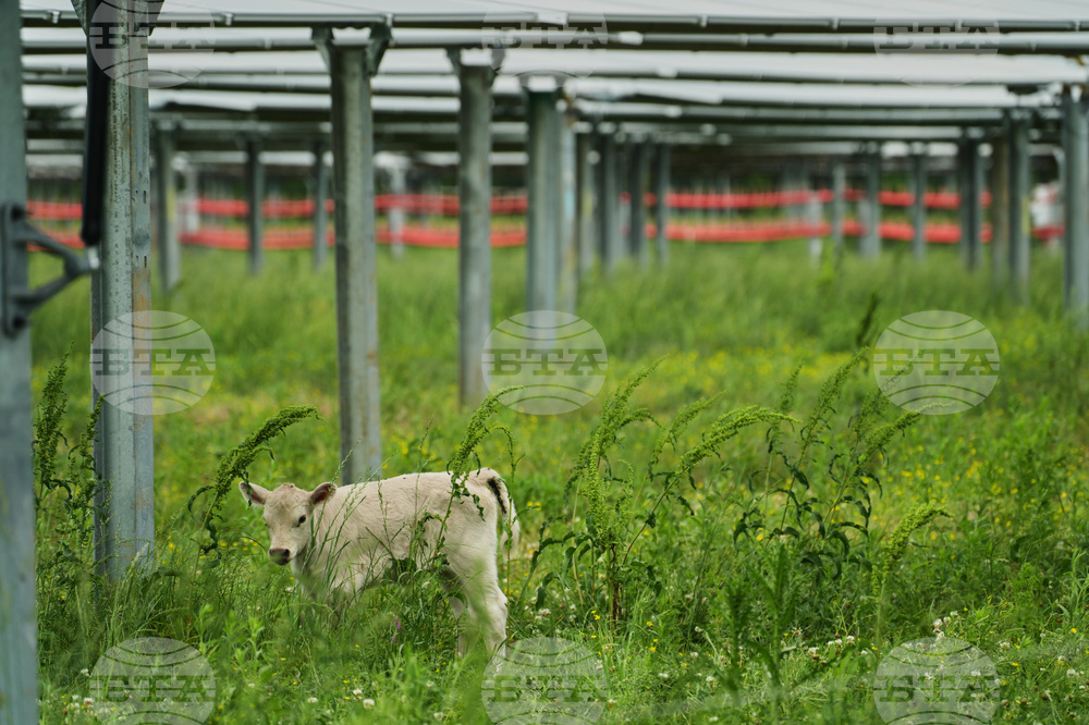 Climate Solar Farm Cattle