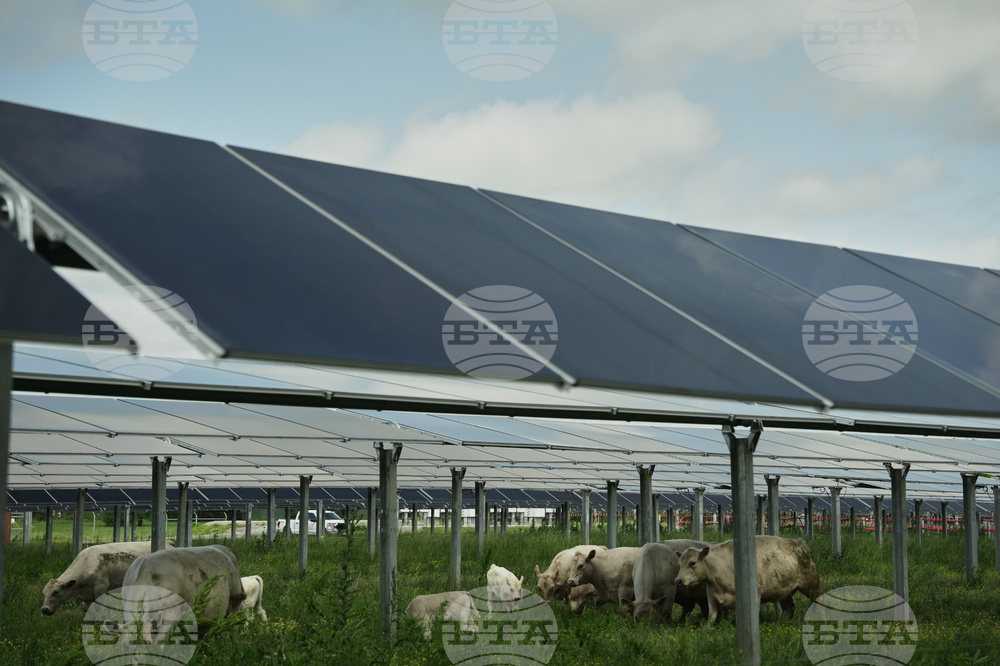 Climate Solar Farm Cattle