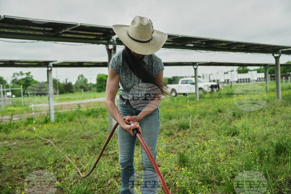 Climate Solar Farm Cattle