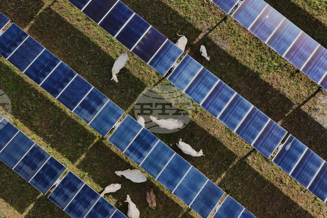 APTOPIX Climate Solar Farm Cattle