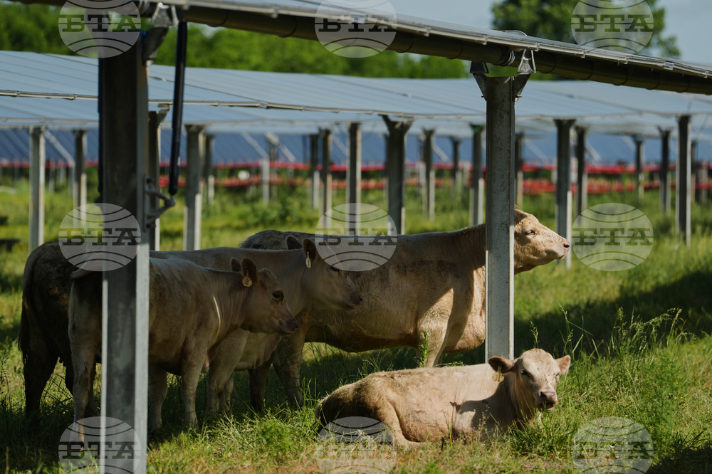 APTOPIX Climate Solar Farm Cattle