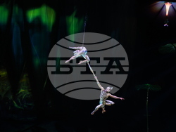 Cirque du Soleil - „Ovo“ - представление