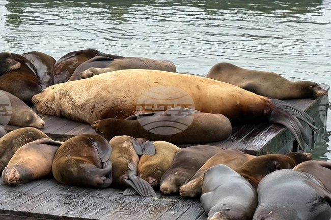 San Francisco Giant Sea Lion