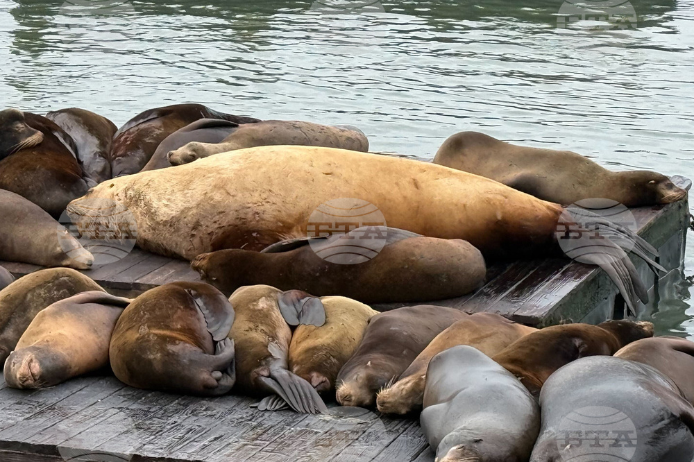 San Francisco Giant Sea Lion
