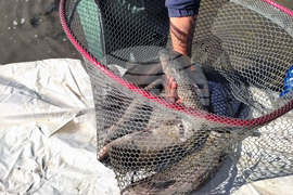 Ямбол - зарибяване