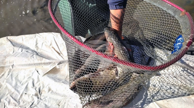 Ямбол - зарибяване