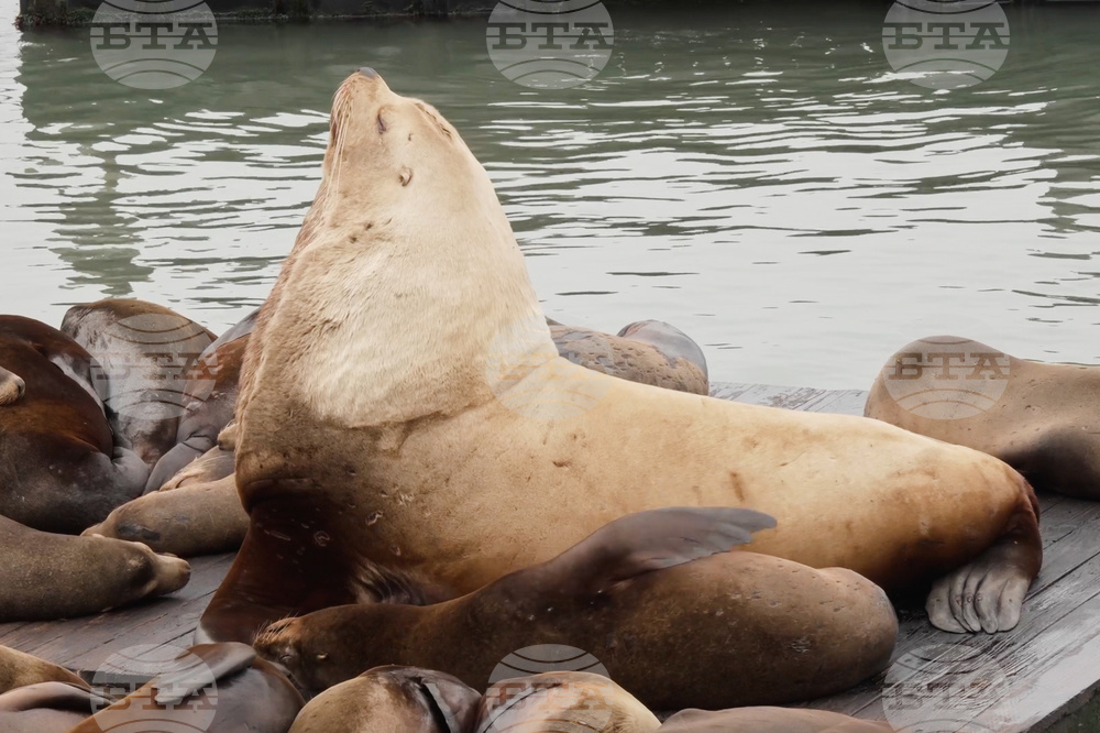San Francisco Giant Sea Lion