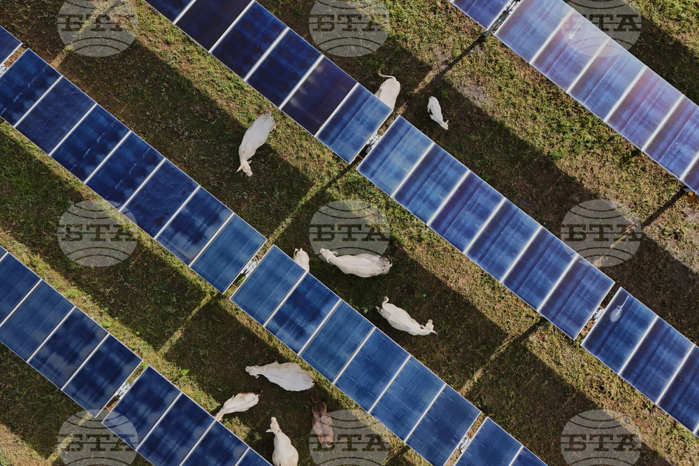 APTOPIX Climate Solar Farm Cattle