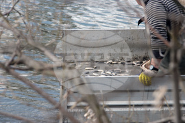 Ямбол - зарибяване