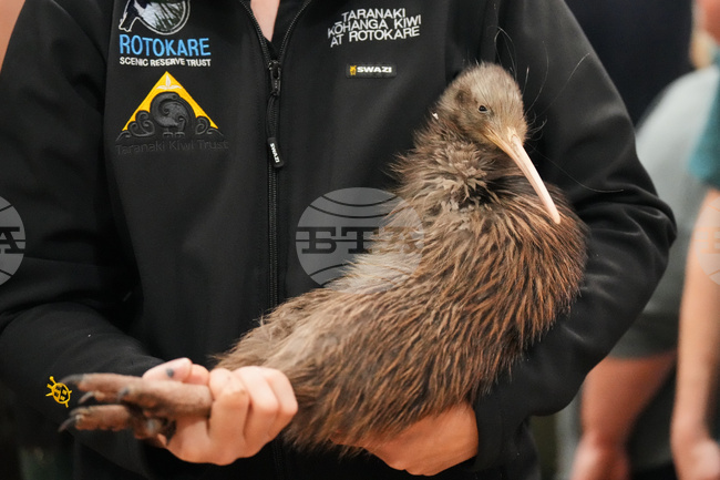 New Zealand Kiwi