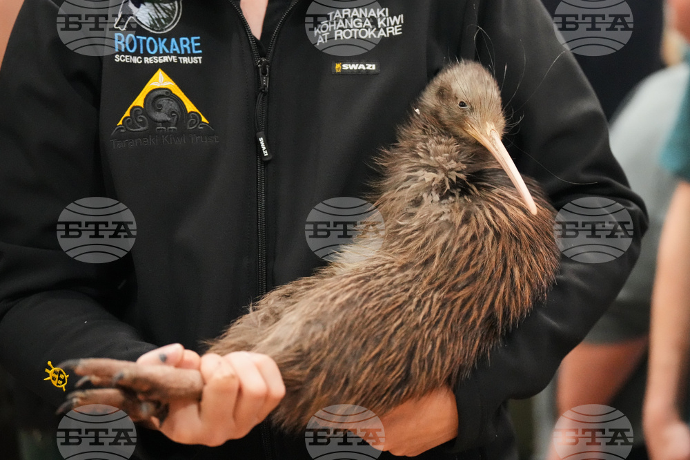 New Zealand Kiwi