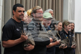 New Zealand Kiwi Birds