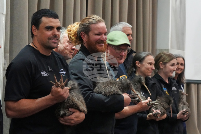 New Zealand Kiwi Birds