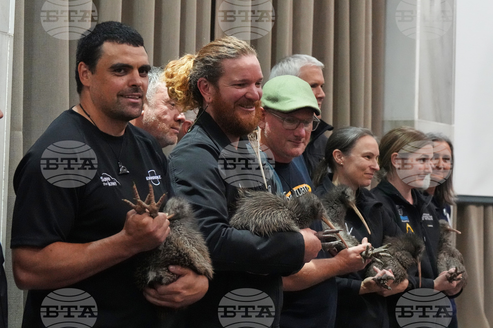New Zealand Kiwi Birds