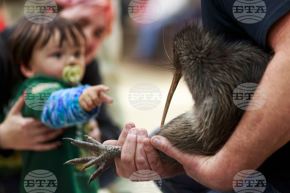 New Zealand Kiwi