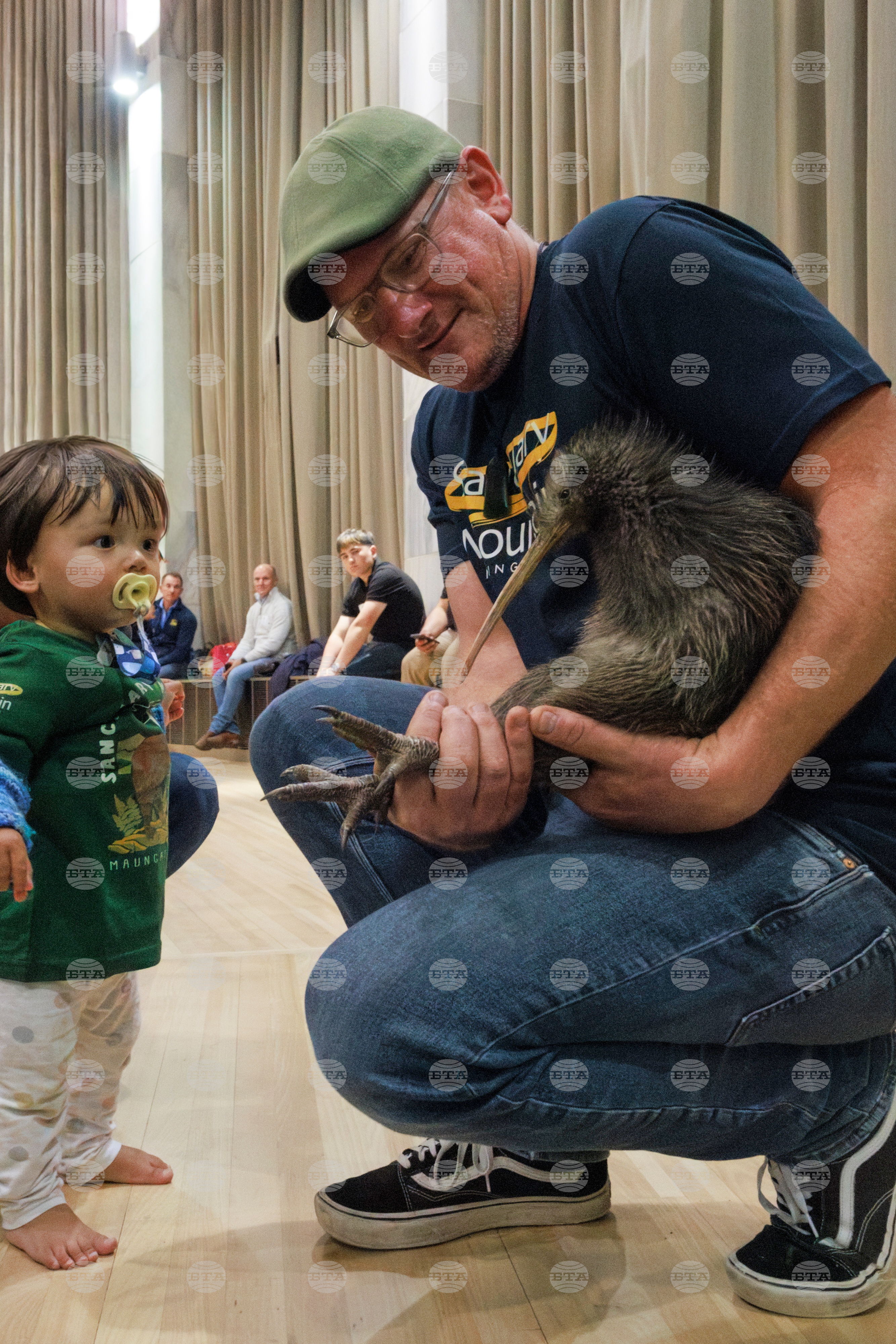 New Zealand Kiwi