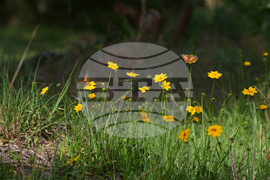 Climate Choices Dying Green