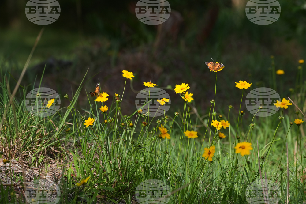 Climate Choices Dying Green