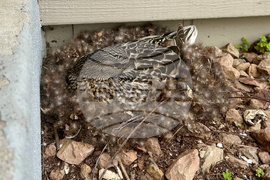 Be Well Wildlife Neighbors