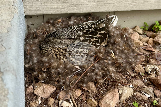 Be Well Wildlife Neighbors