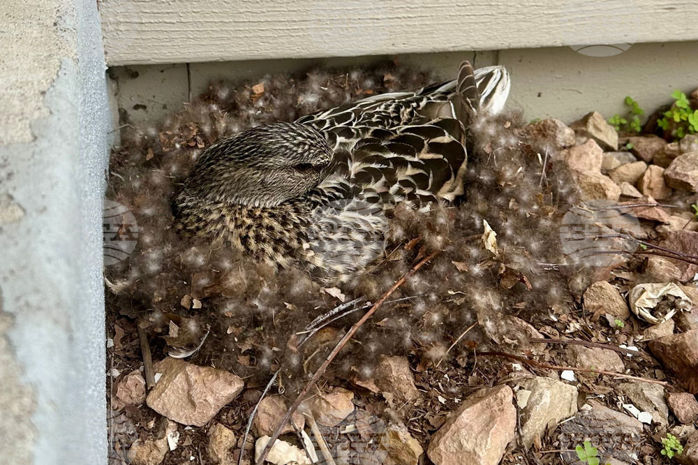 Be Well Wildlife Neighbors