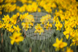 Бургас - пролетни цветя - нарциси