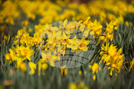 Бургас - пролетни цветя - нарциси